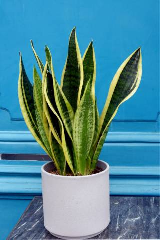 Sanseveria